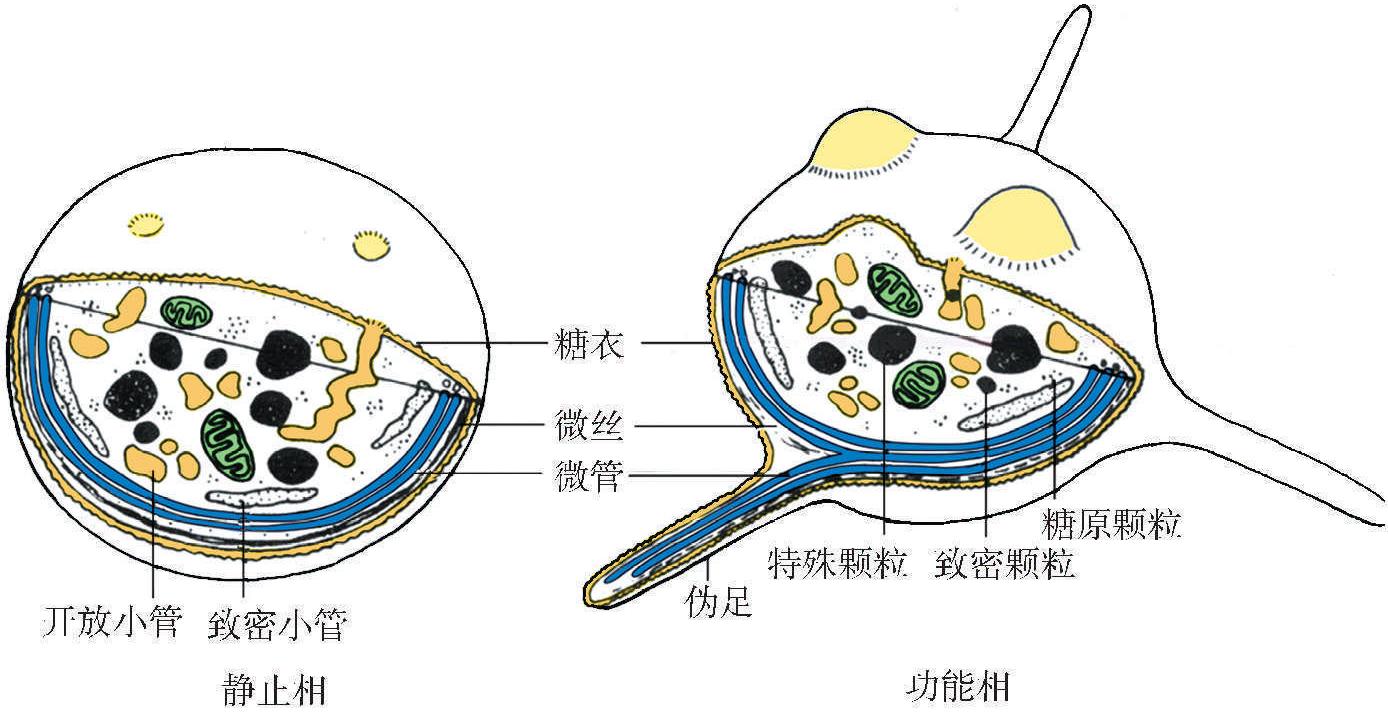 三、血小板